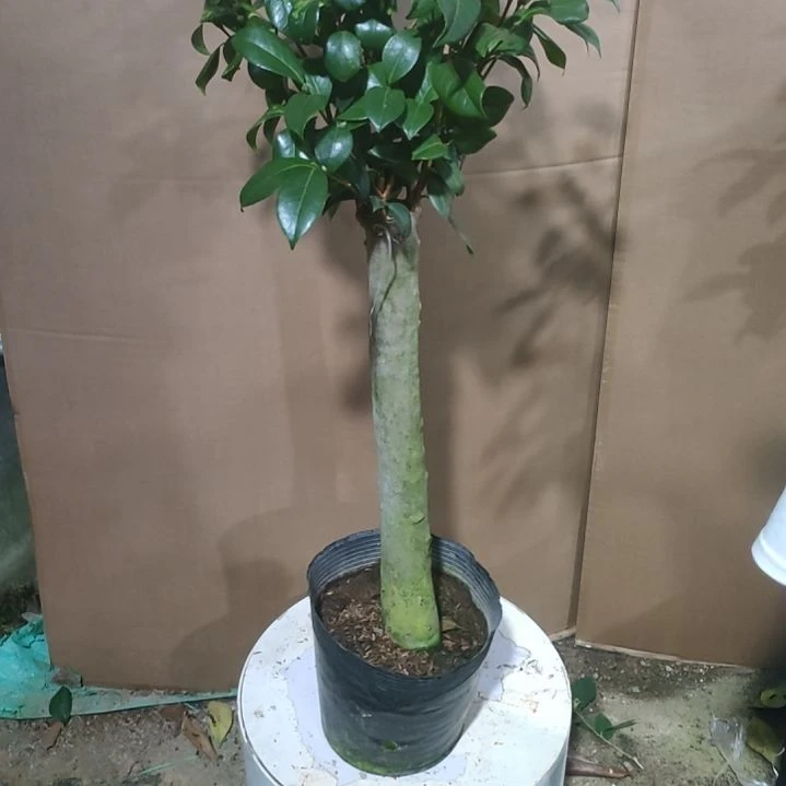 561五品，原盆原土发货，不包邮