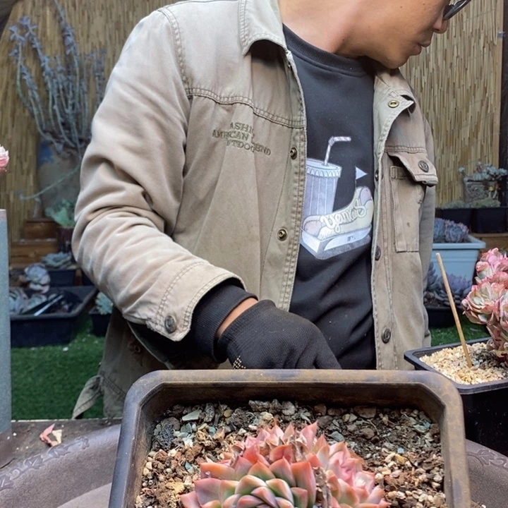 三***熊404号红钻多肉植物