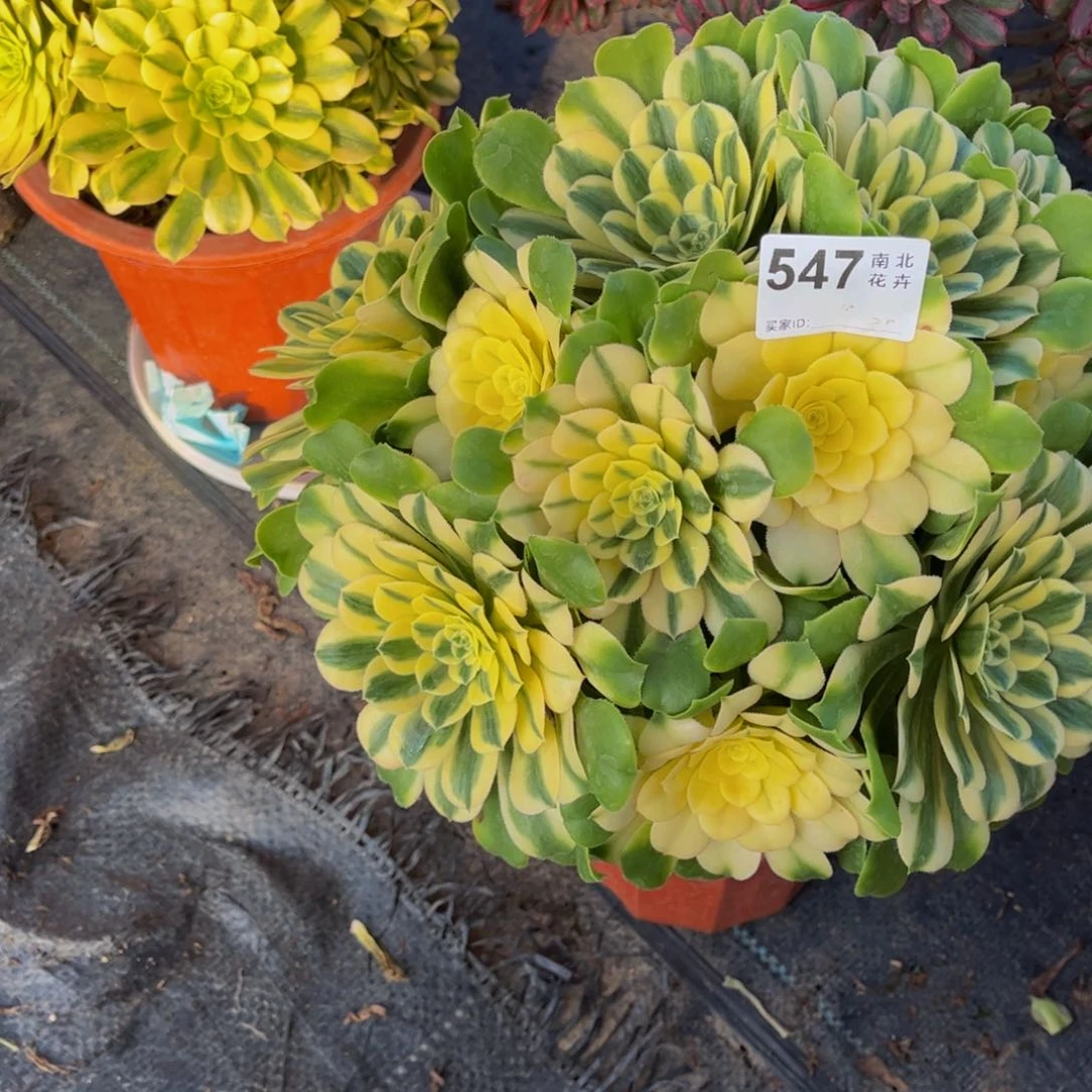 小****^多肉辛尼亚00000547