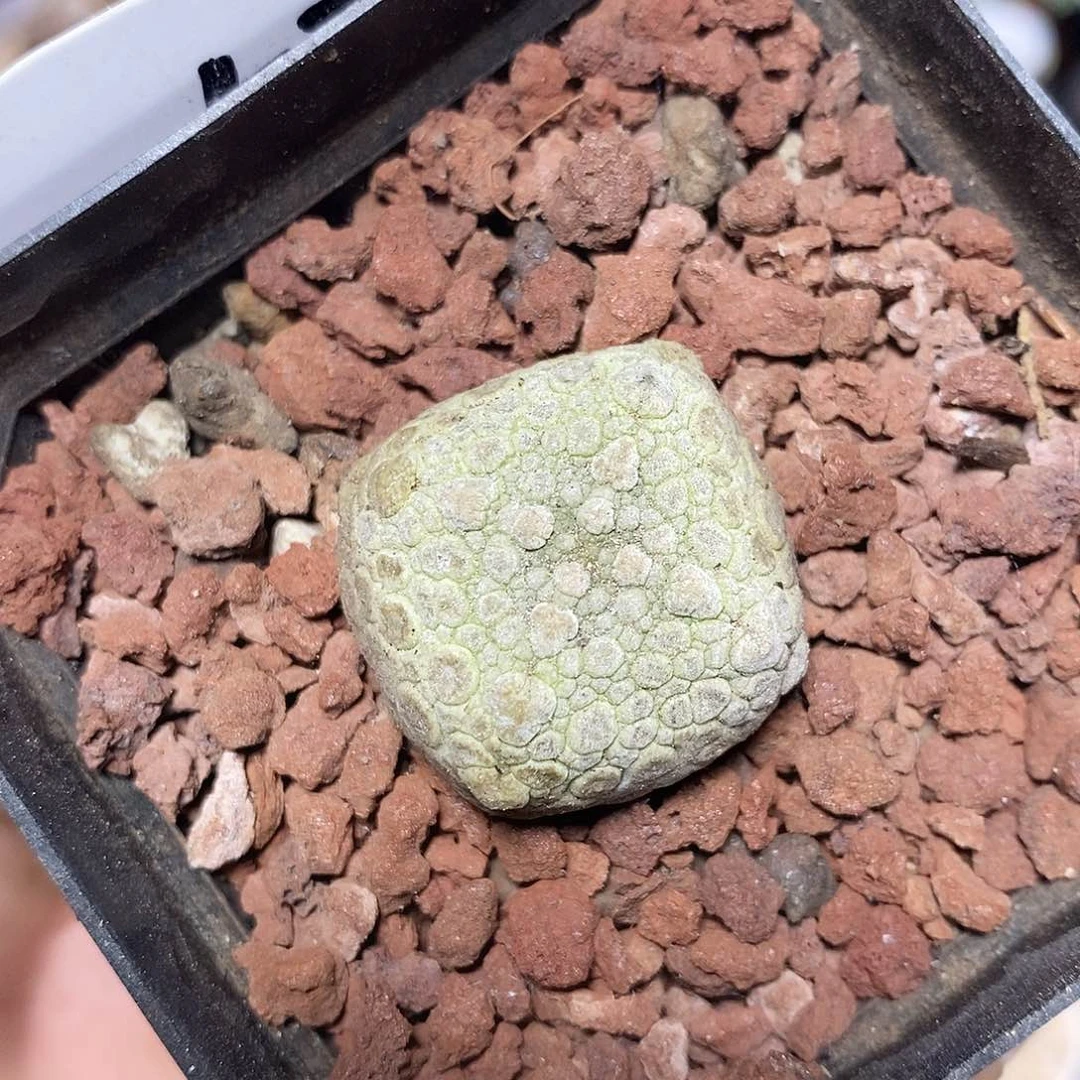 53号实生四方凝蹄玉3cm