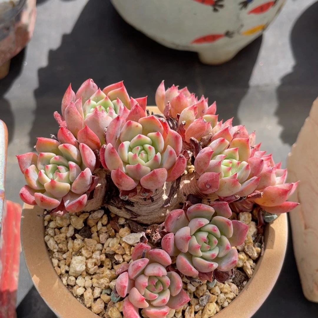 娜娜整装无砍老桩