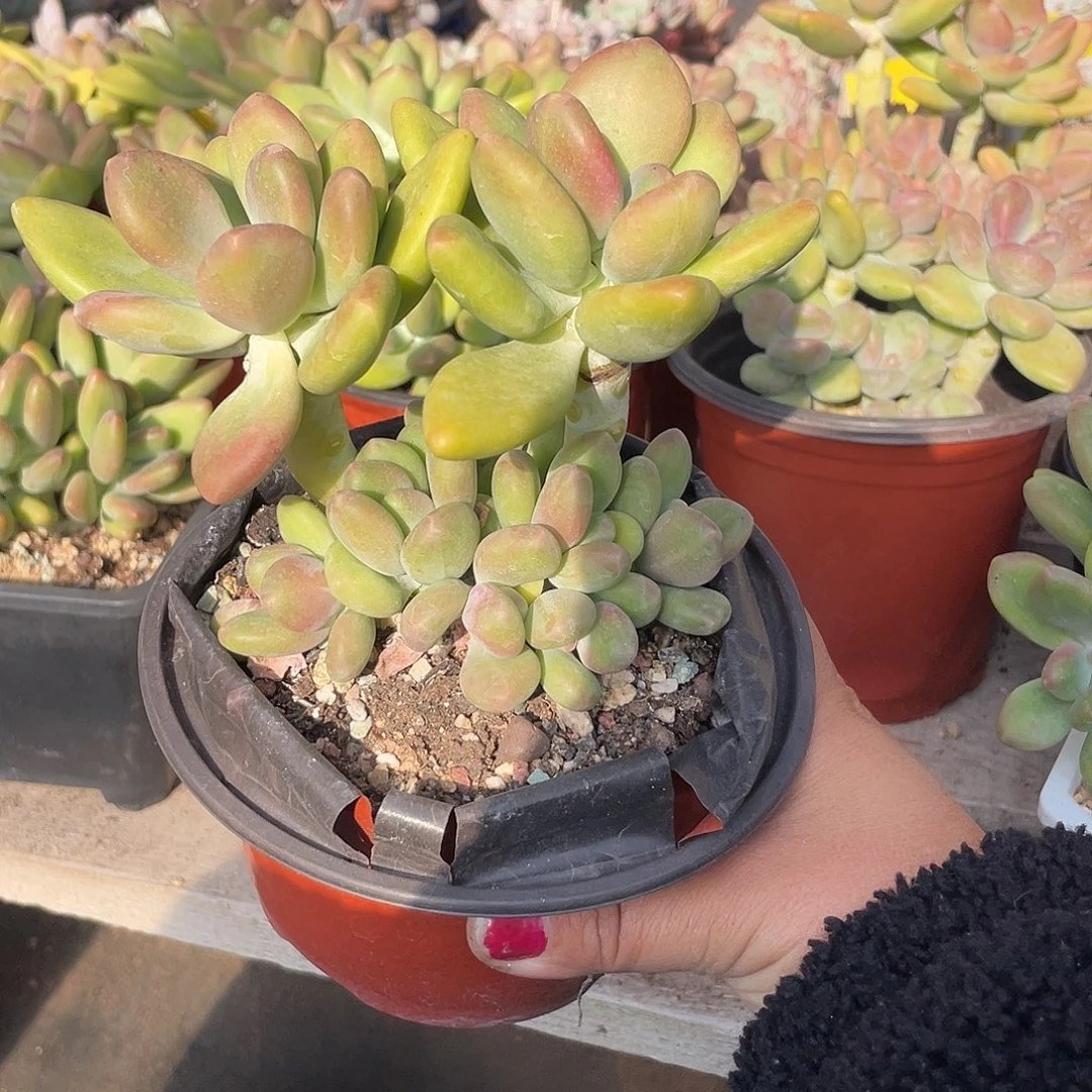 芒果美人多肉植物群生