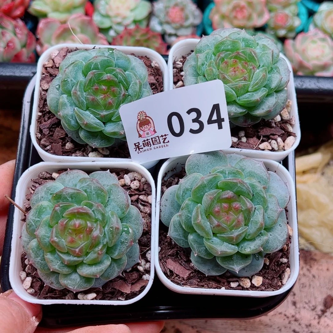 杨***林多肉植物多肉植物