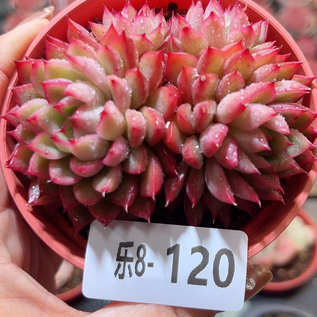 乐8-120 女雏群不包整