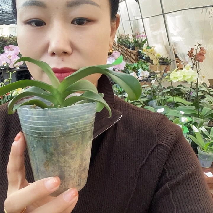 无花朵砂糖橘蝴蝶兰