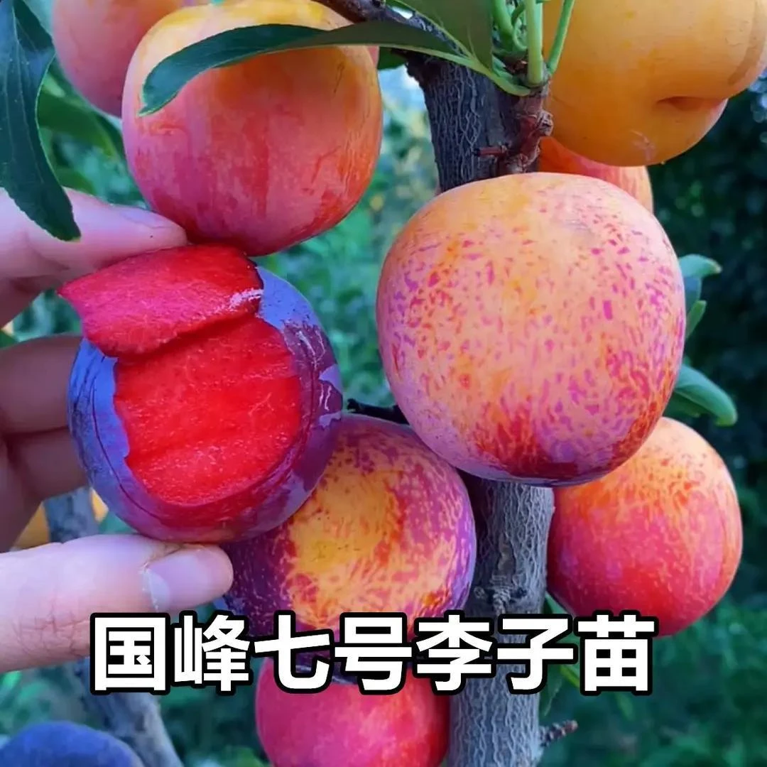 国峰七号李子树苗嫁接蜂糖李子苗晚熟脱骨大红袍李南北方种果树苗