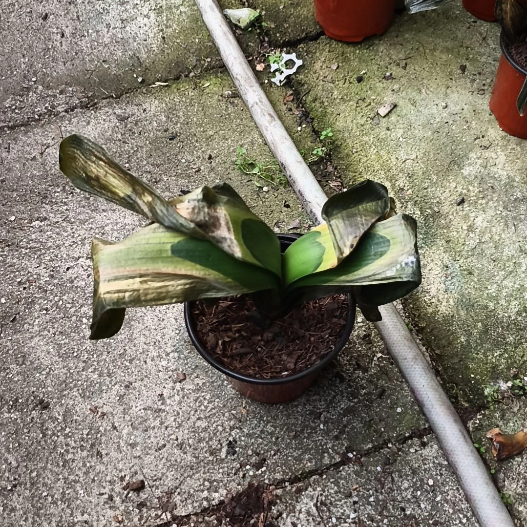 流***年完全开放辉阳苗残叶特惠一棵