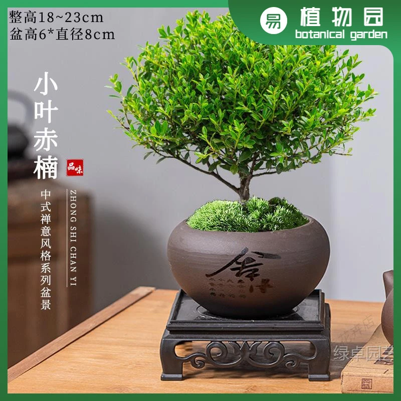 进口小叶赤楠精致老桩盆栽小型室内桌面四季易养迷你花卉植物新中