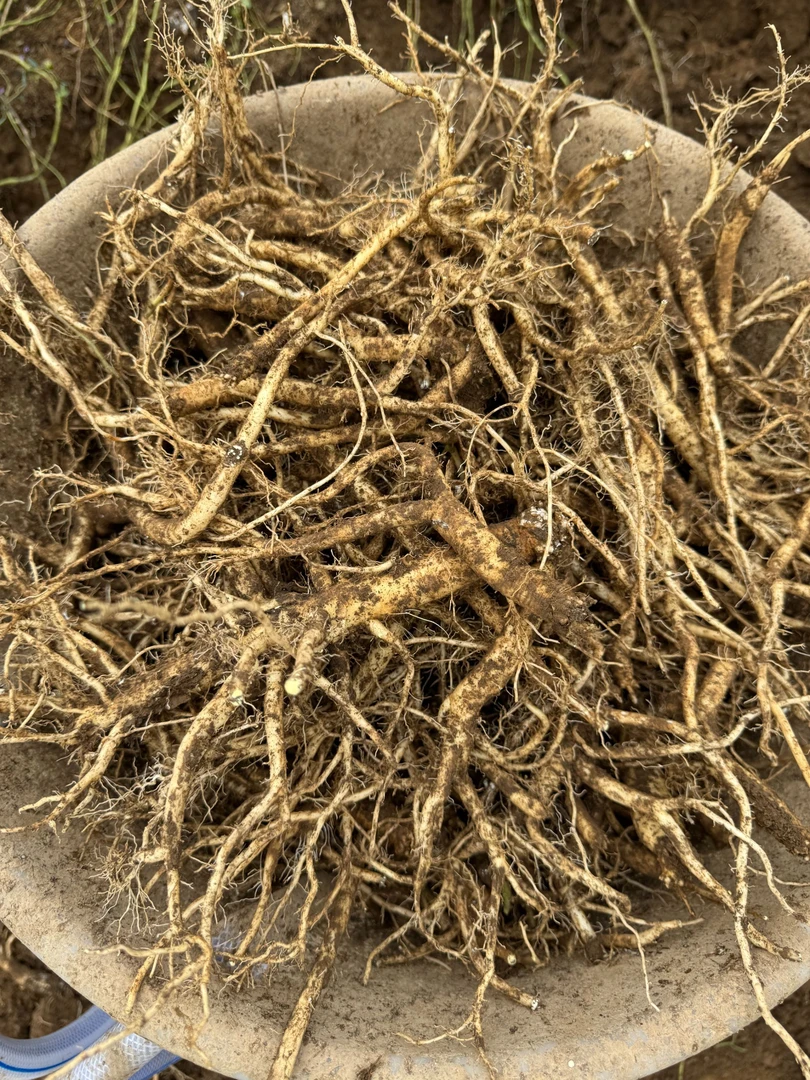 农家自种高山党参鲜党参滋补营养新鲜高海拔党参恩施党参新鲜现挖