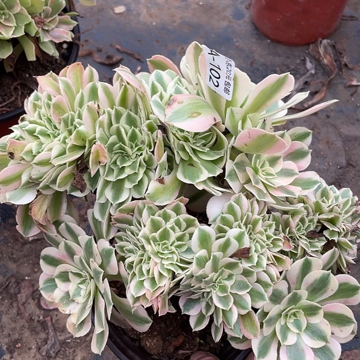 102女巫缀多肉植物法师