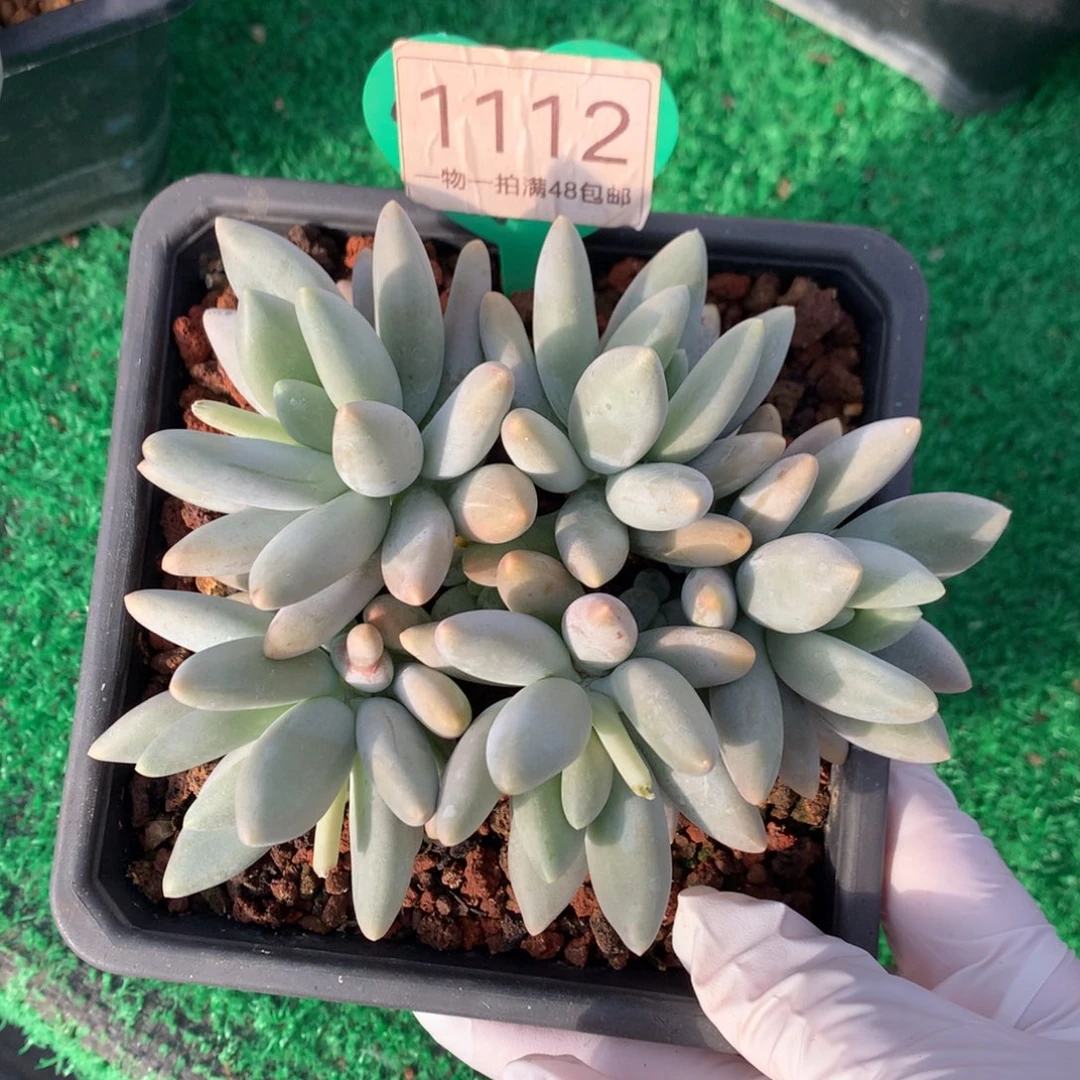 白兰地无砍平头1112