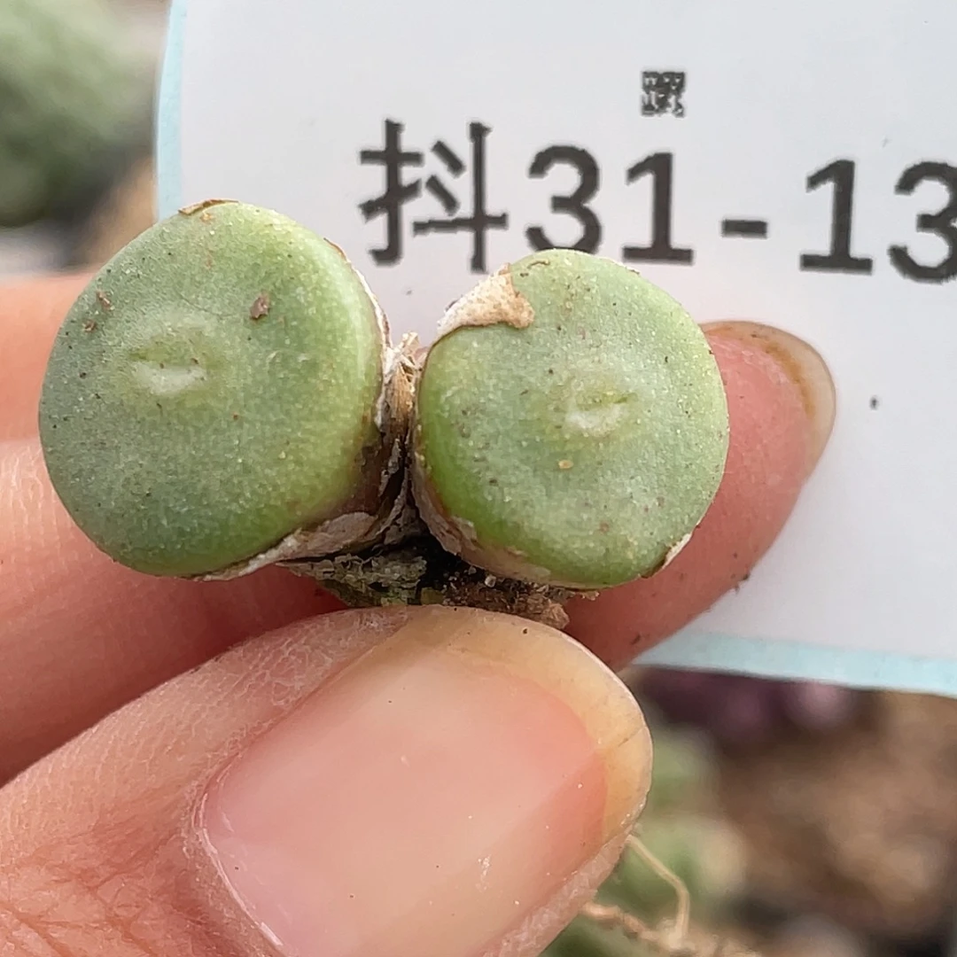 31-13毛钮扣多肉植物