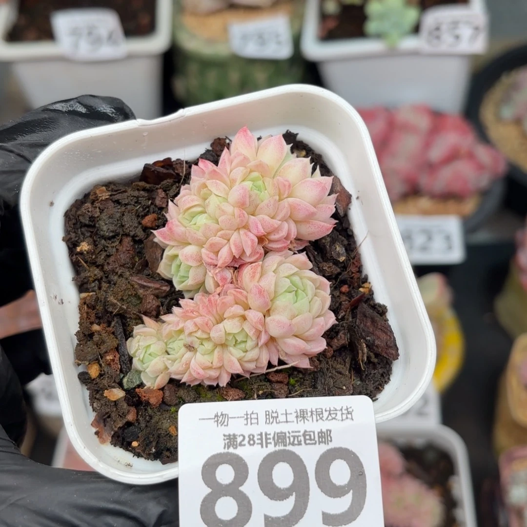 羊脂球缀化无盆土发货