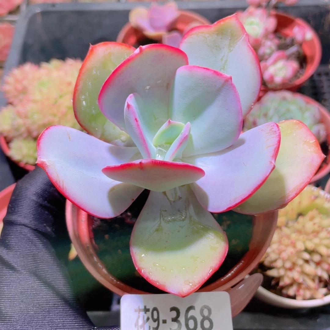 花利美9-368白眉单头