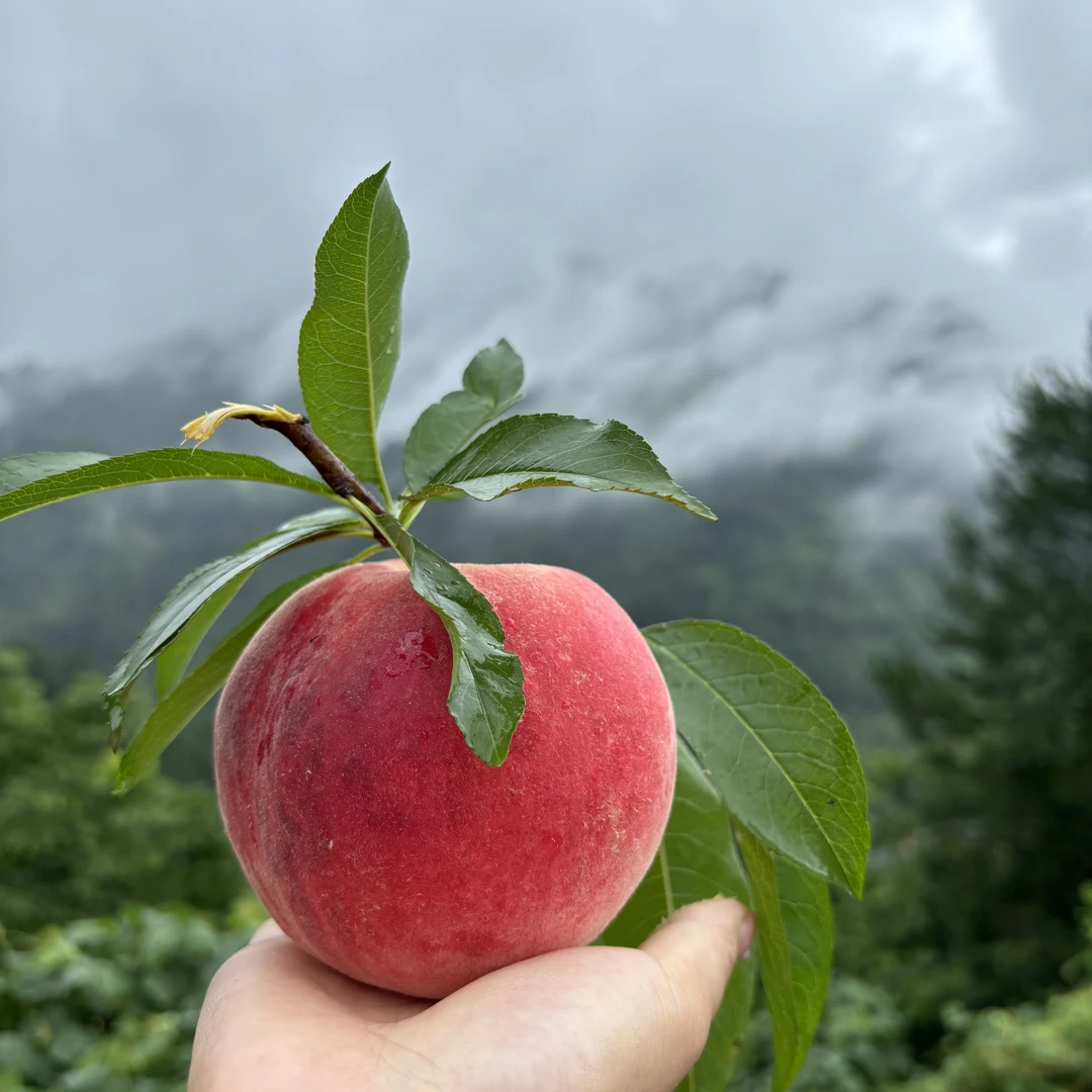 华溪脆桃新鲜现摘现发应季水果脆甜爽口坏果包赔