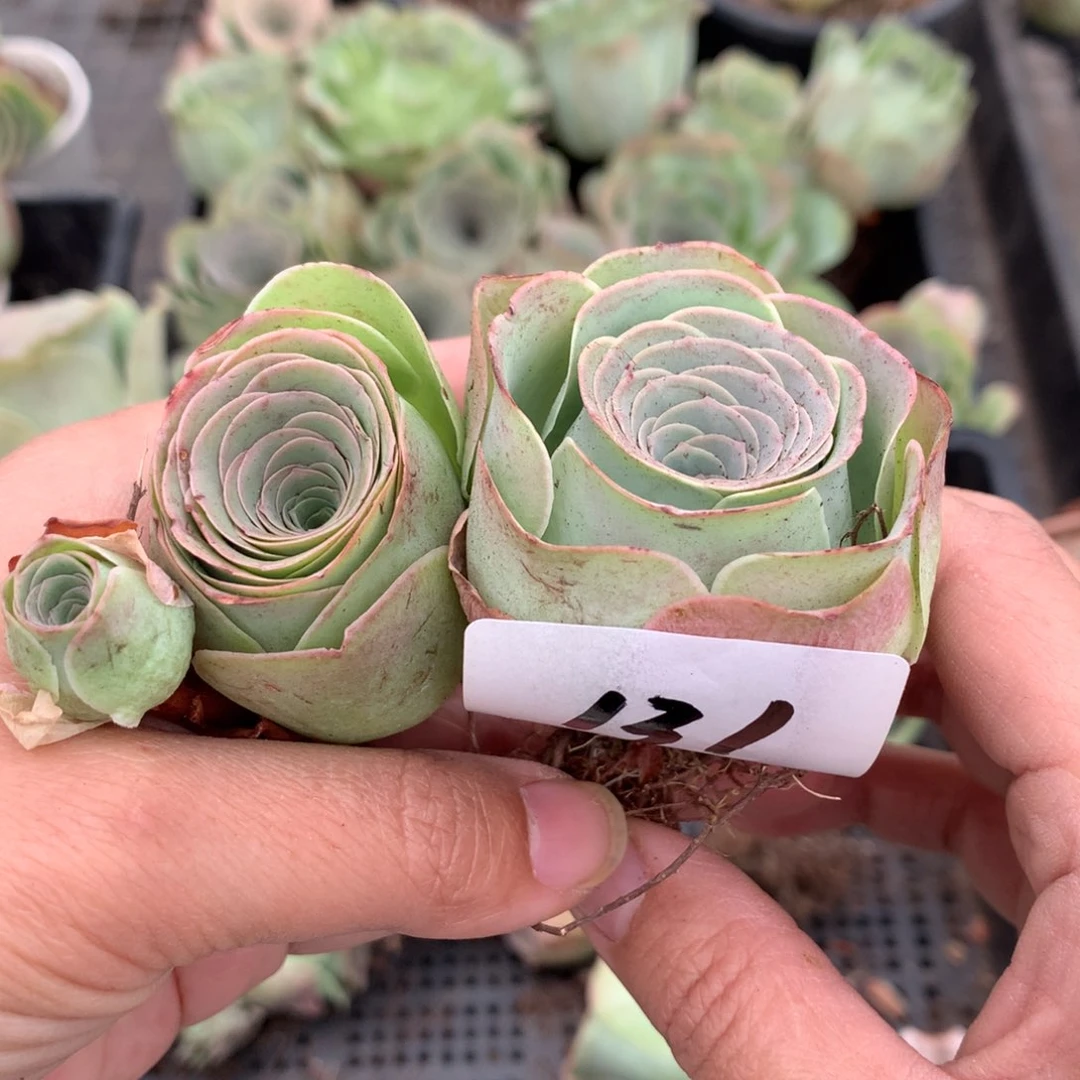 131水蜜桃干瘪状态