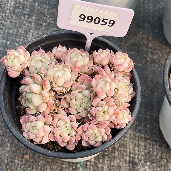 喵***七糖心     99059号