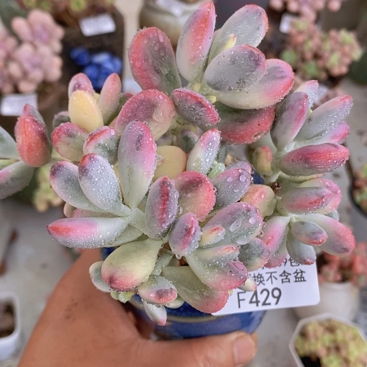 乒乓福娘锦有砍运输会掉叶11cm429多肉植物