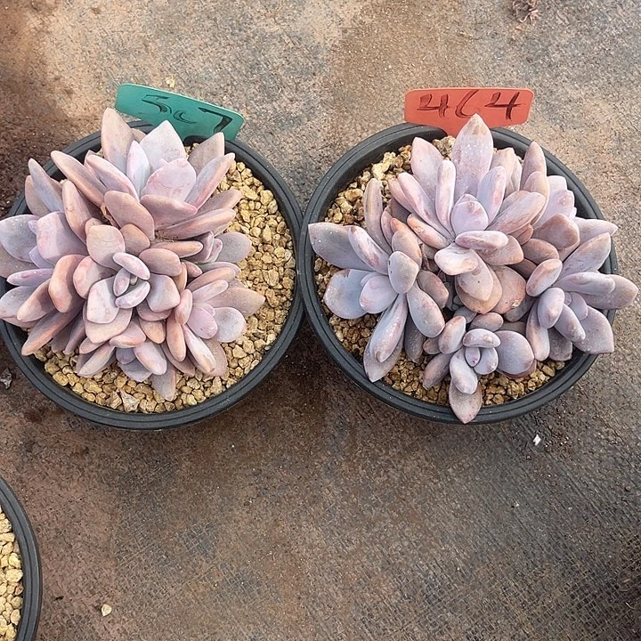 拈***笑晨语多肉，一物一拍507,464