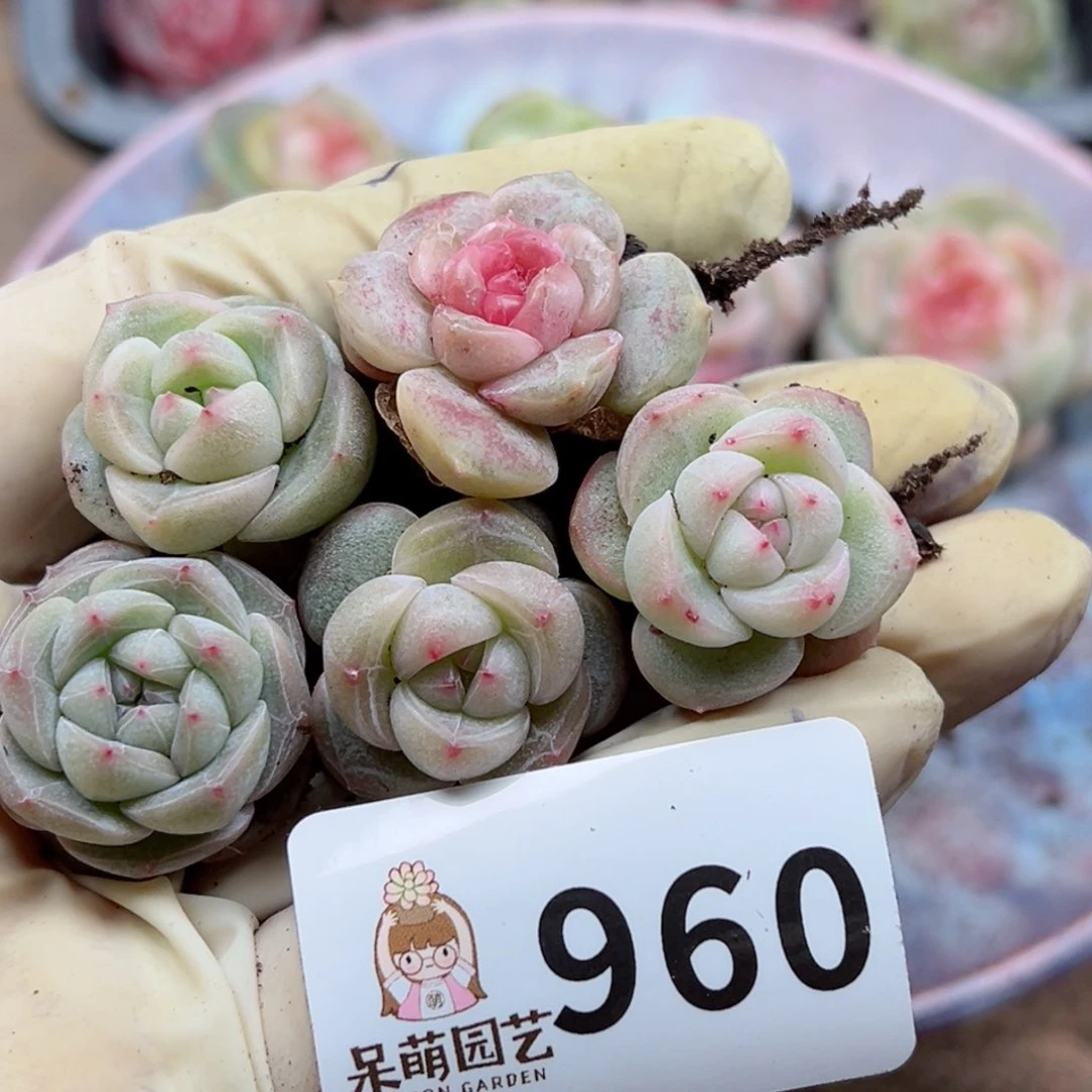 多肉植物多肉植物