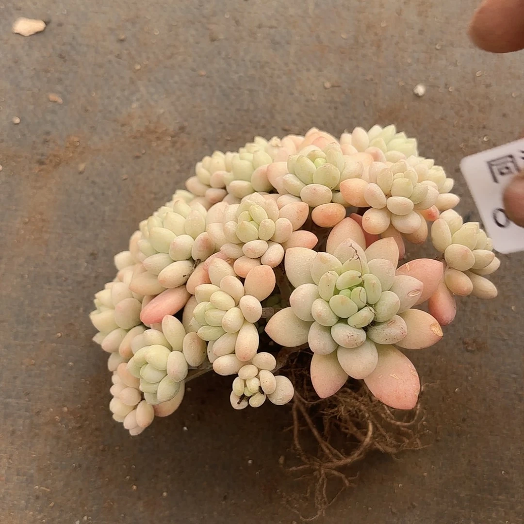 泠*同温层多肉62洛可可