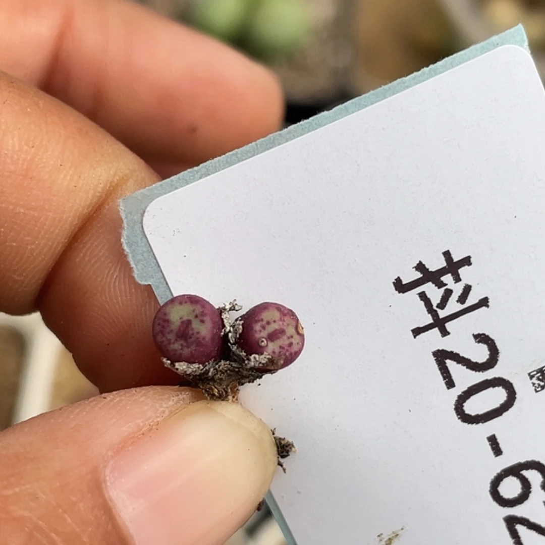 20-62嘴se多肉植物