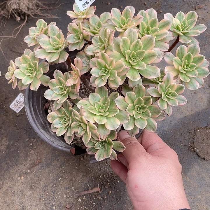 480甜茶多肉植物福利