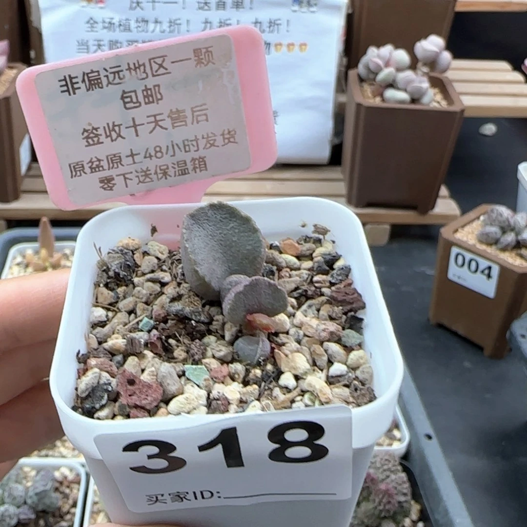 318黑色磨砂蛋多肉