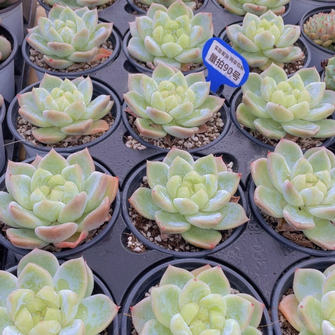 量拍90号 白泽母本大单头一个