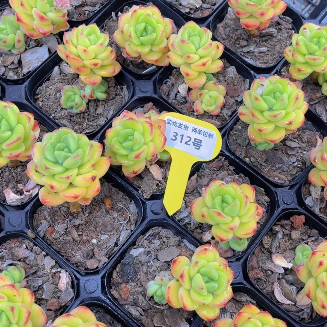 312号 韩版柠檬宝石单头带腿一个