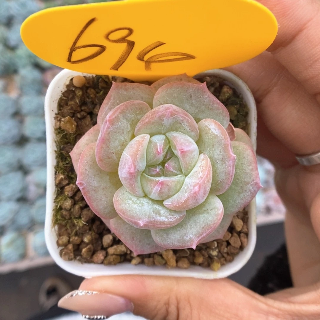 橘***糖珍妮694号。