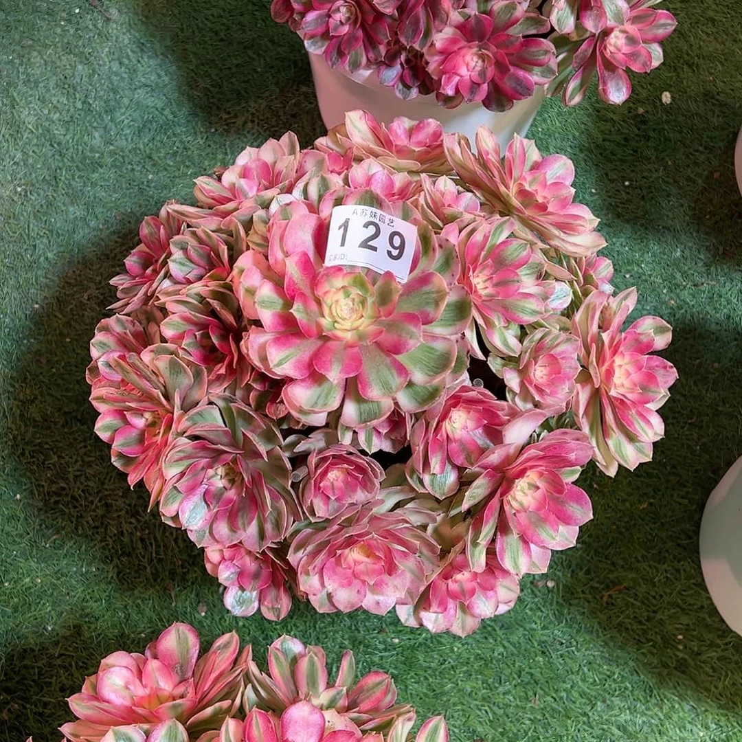 无花朵用****7129倾城法师