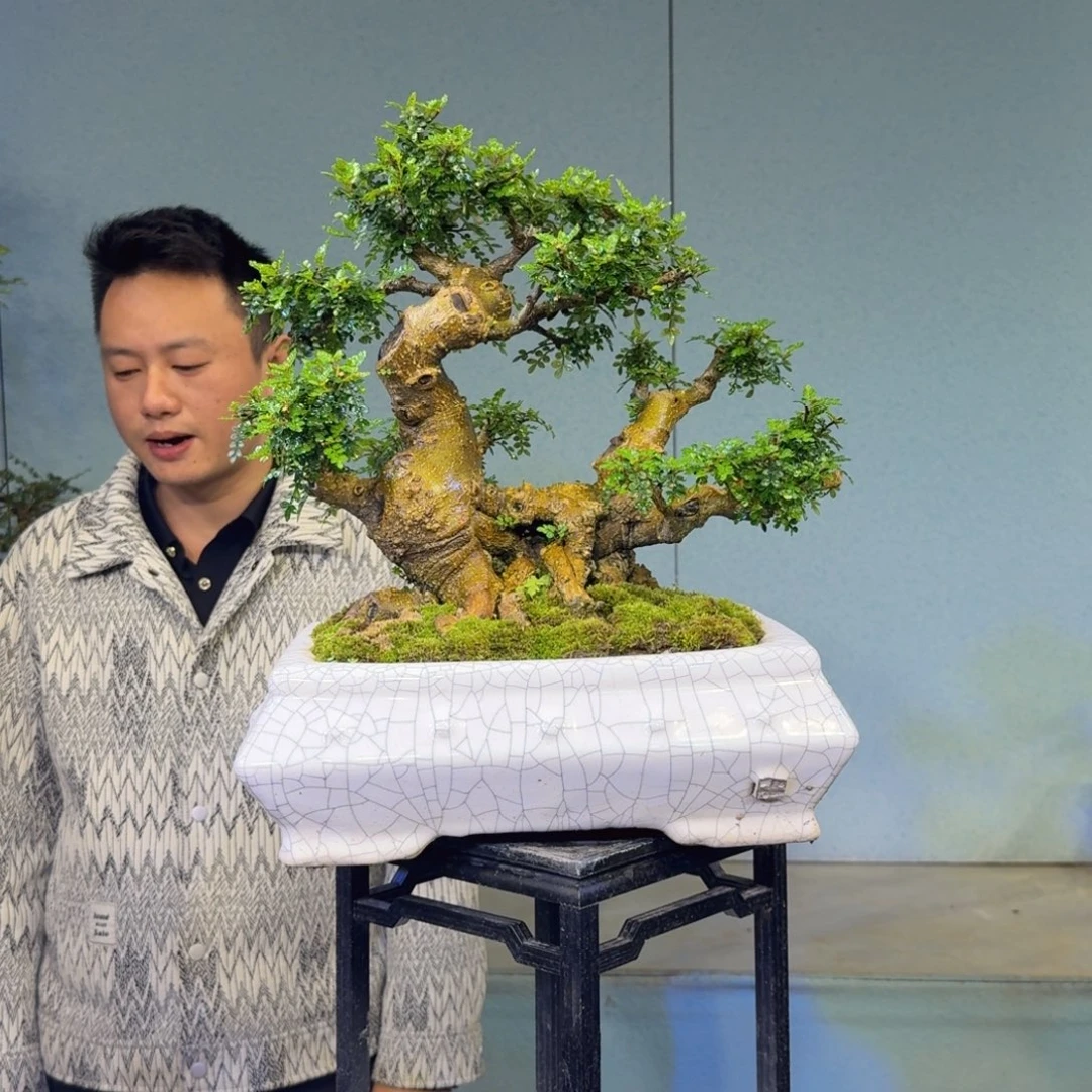 W****无花朵胡椒木红芽雀梅