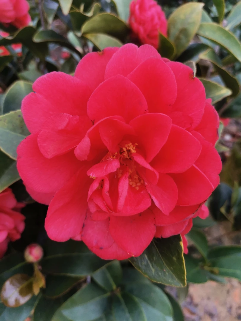 红色茶重瓣耐寒植物盆景庭院阳台客厅四季开花月季花树四季开花树