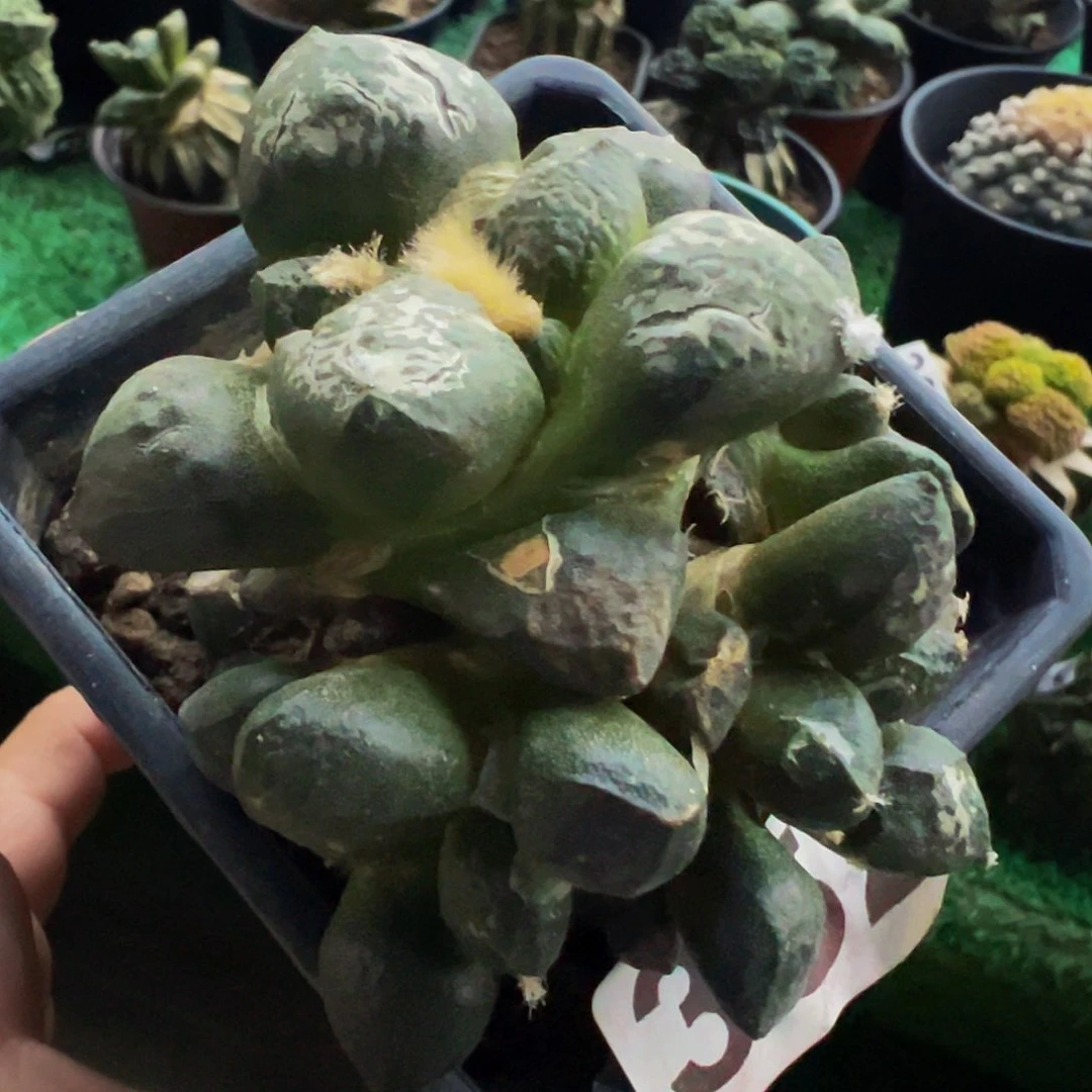 无花朵连山牡丹群352