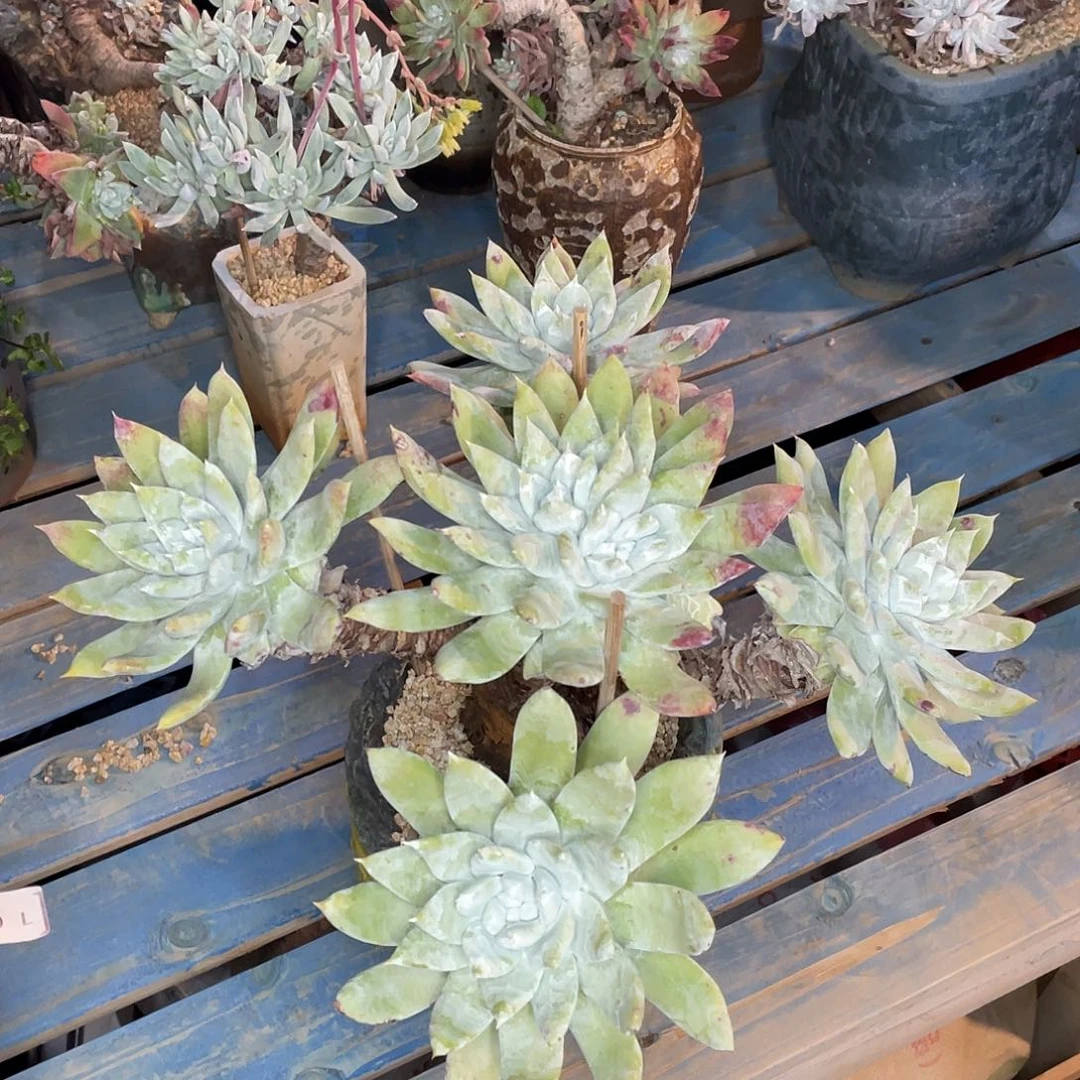 塞丽娜45公分多头群生