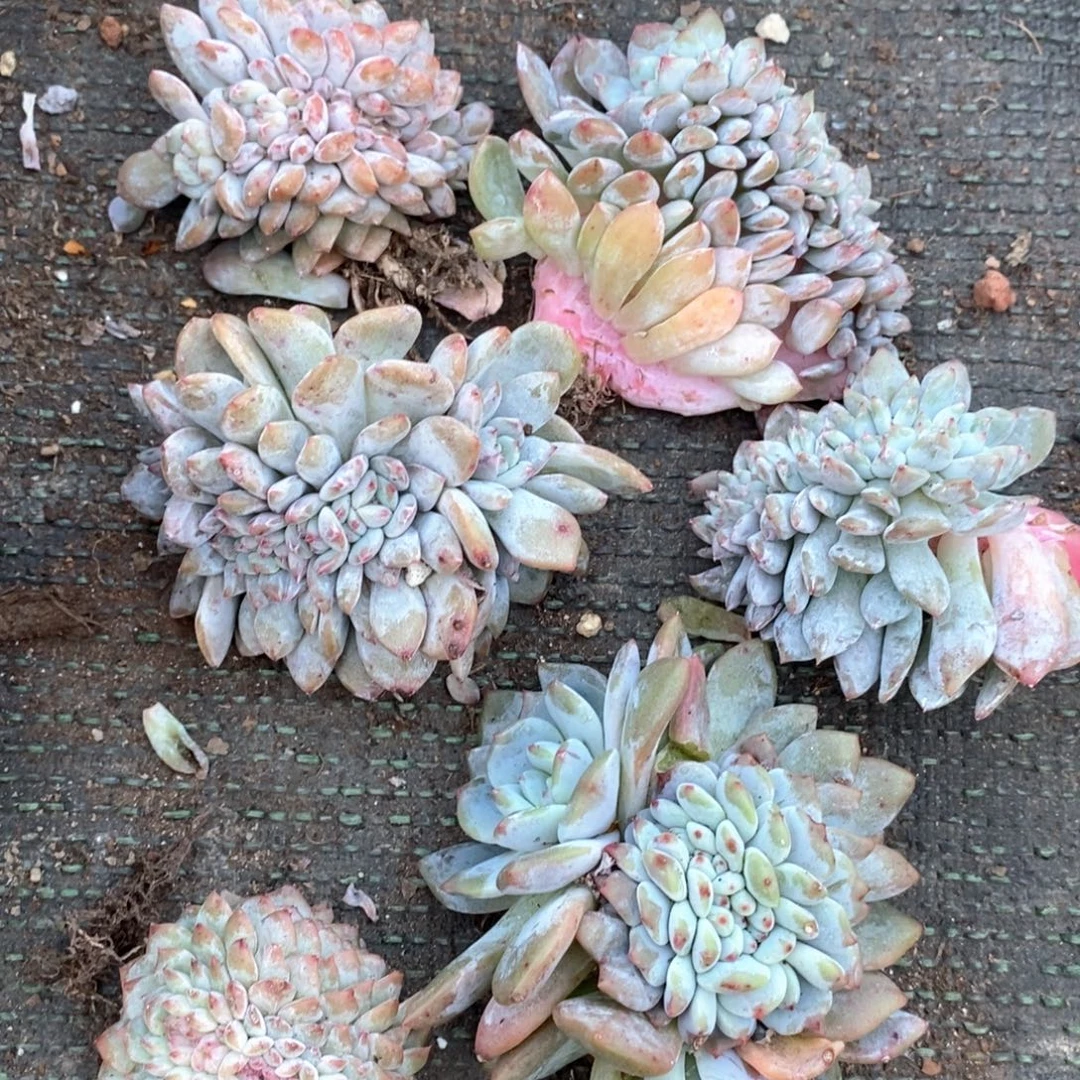 打包福利65865898999998