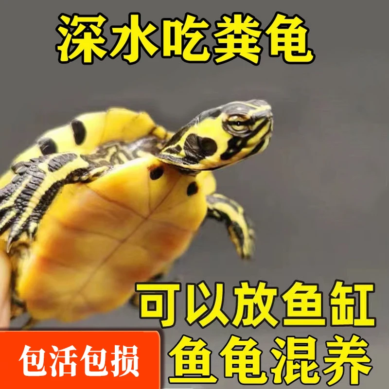 【鱼缸混养】深水黄耳龟吃粪乌龟小乌龟巴西龟活物宠物活体乌龟