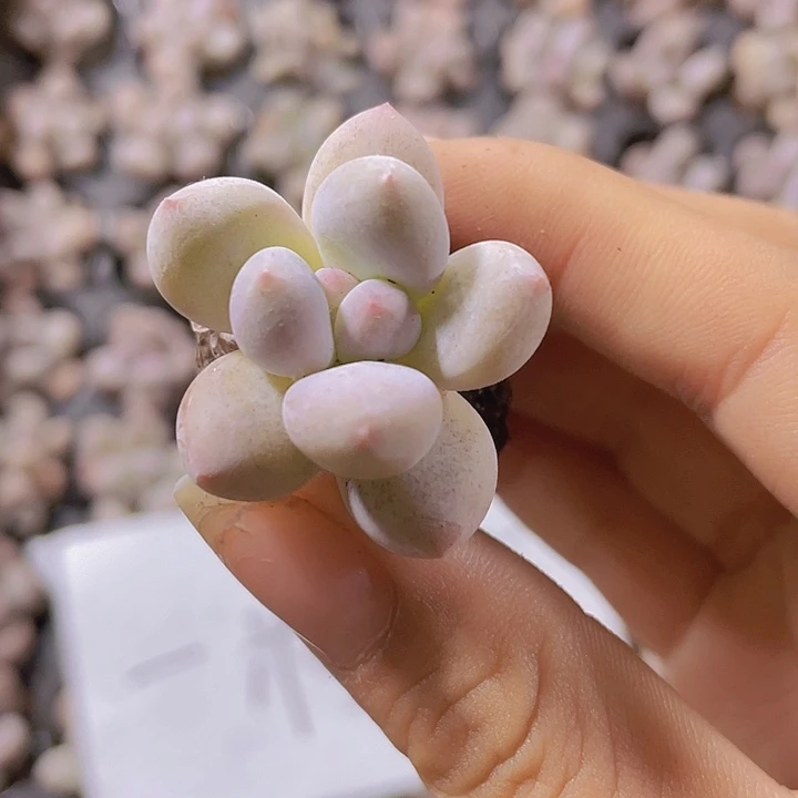 8精品奶豆2颗一组