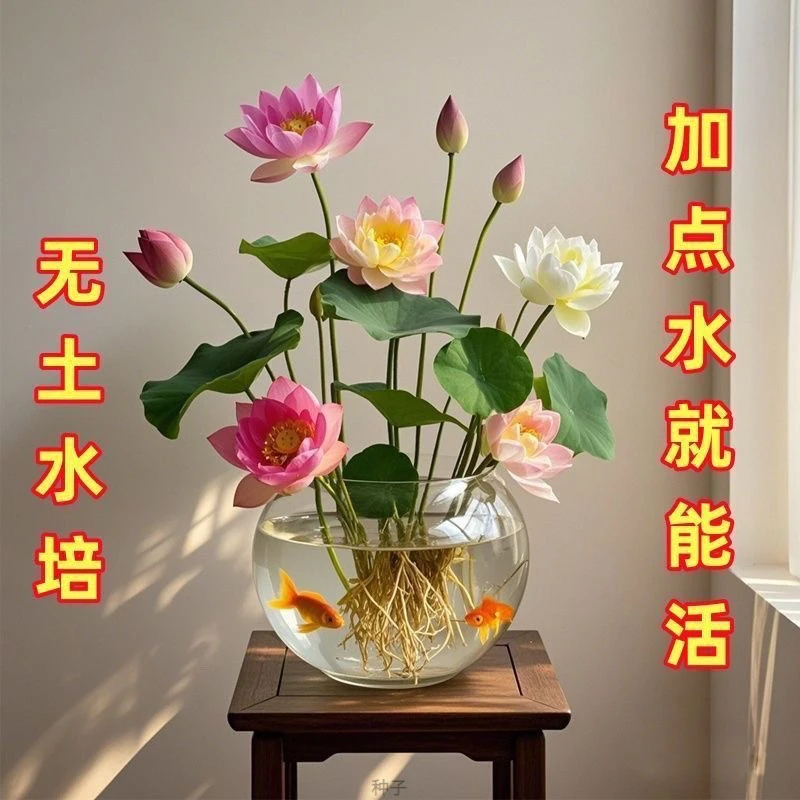 【4包水培碗莲种子】睡莲花卉好养种籽荷花盆栽客厅四季水养碗莲种