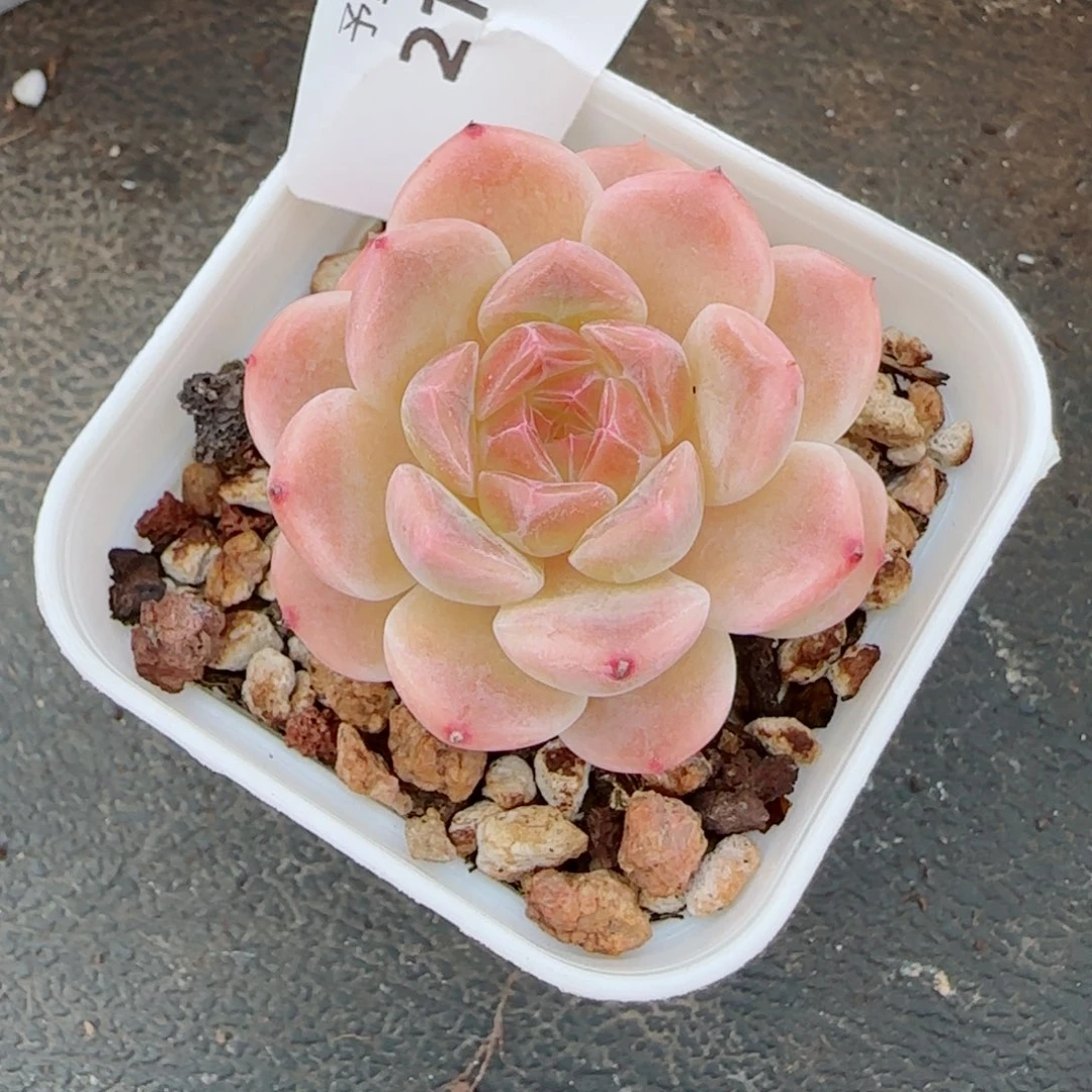 冰魄福利，2194多肉植物