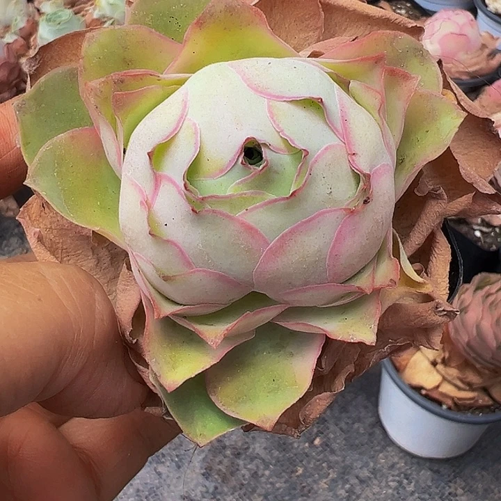 水精品系列山地玫瑰