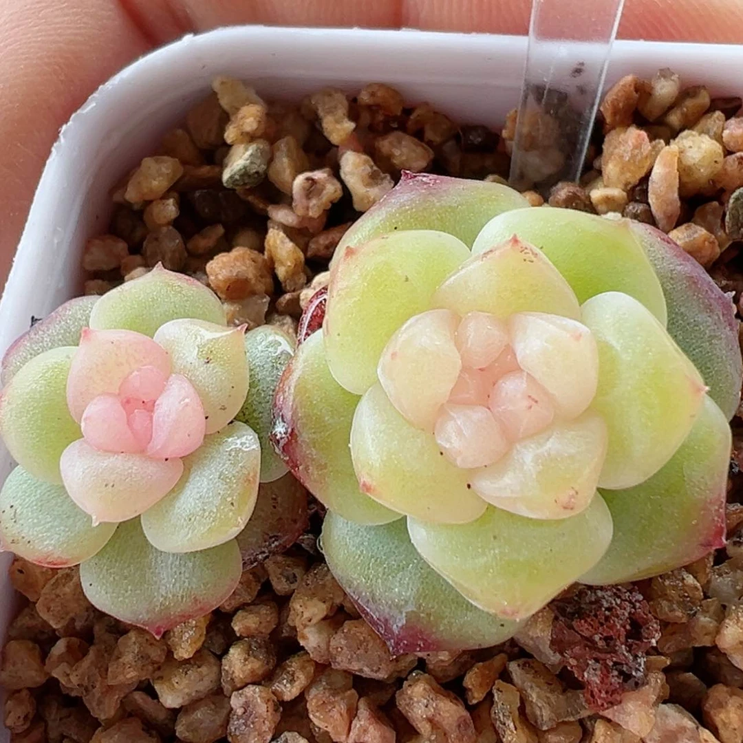 【闪购商品】608号哈哈哈哈哈