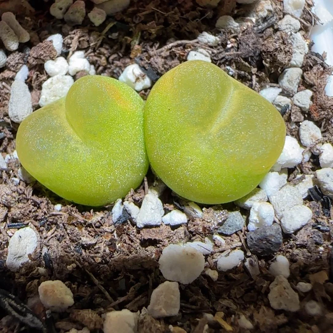 微木园艺多肉-476