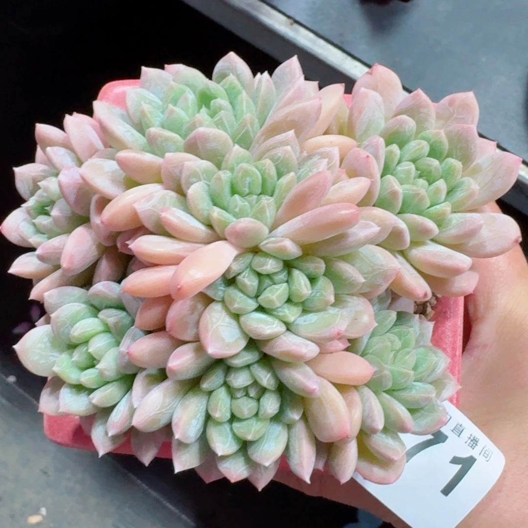 百达翡翠      愿你一路坦途，乘风破浪展宏图