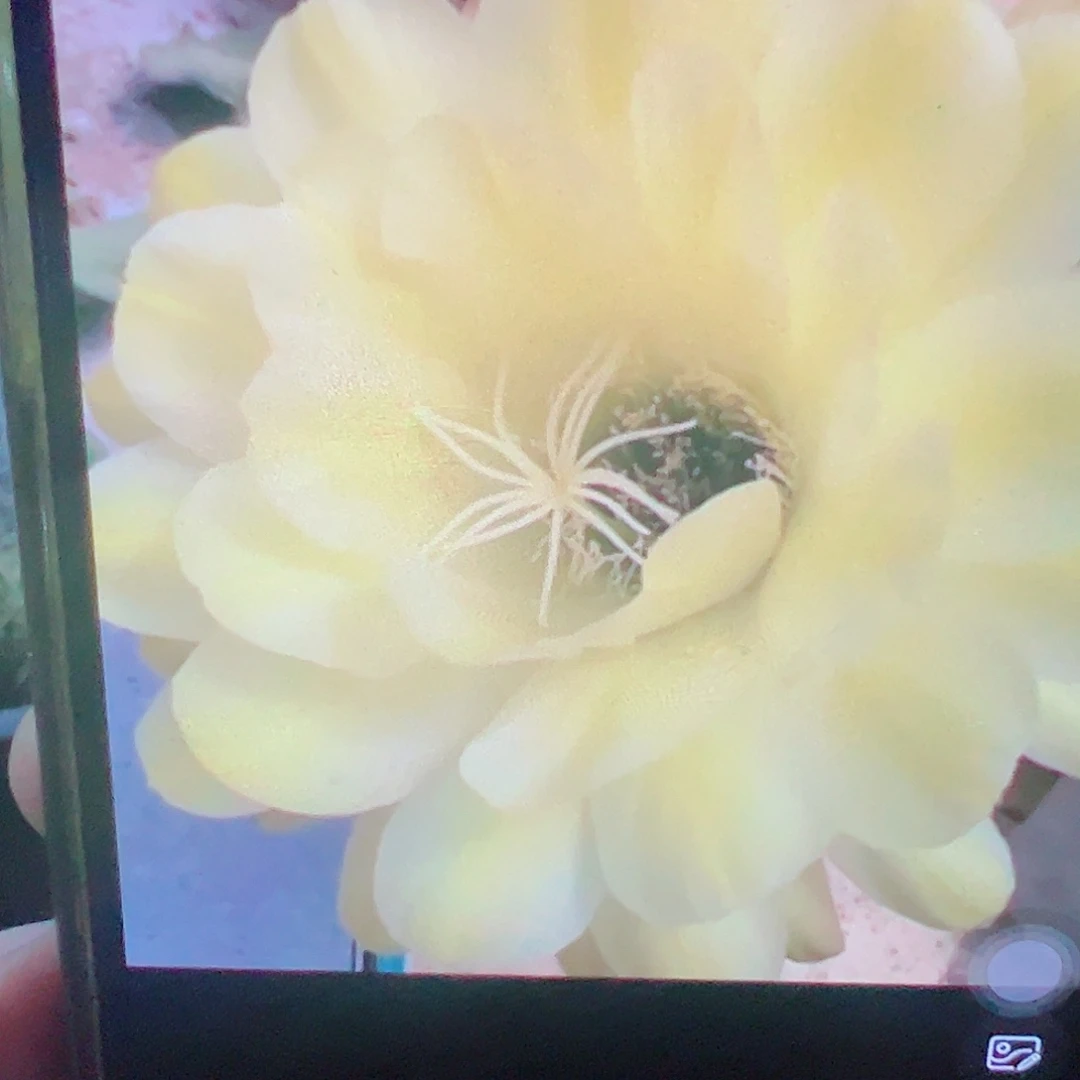 毛花柱 1444侧芽 满20包邮