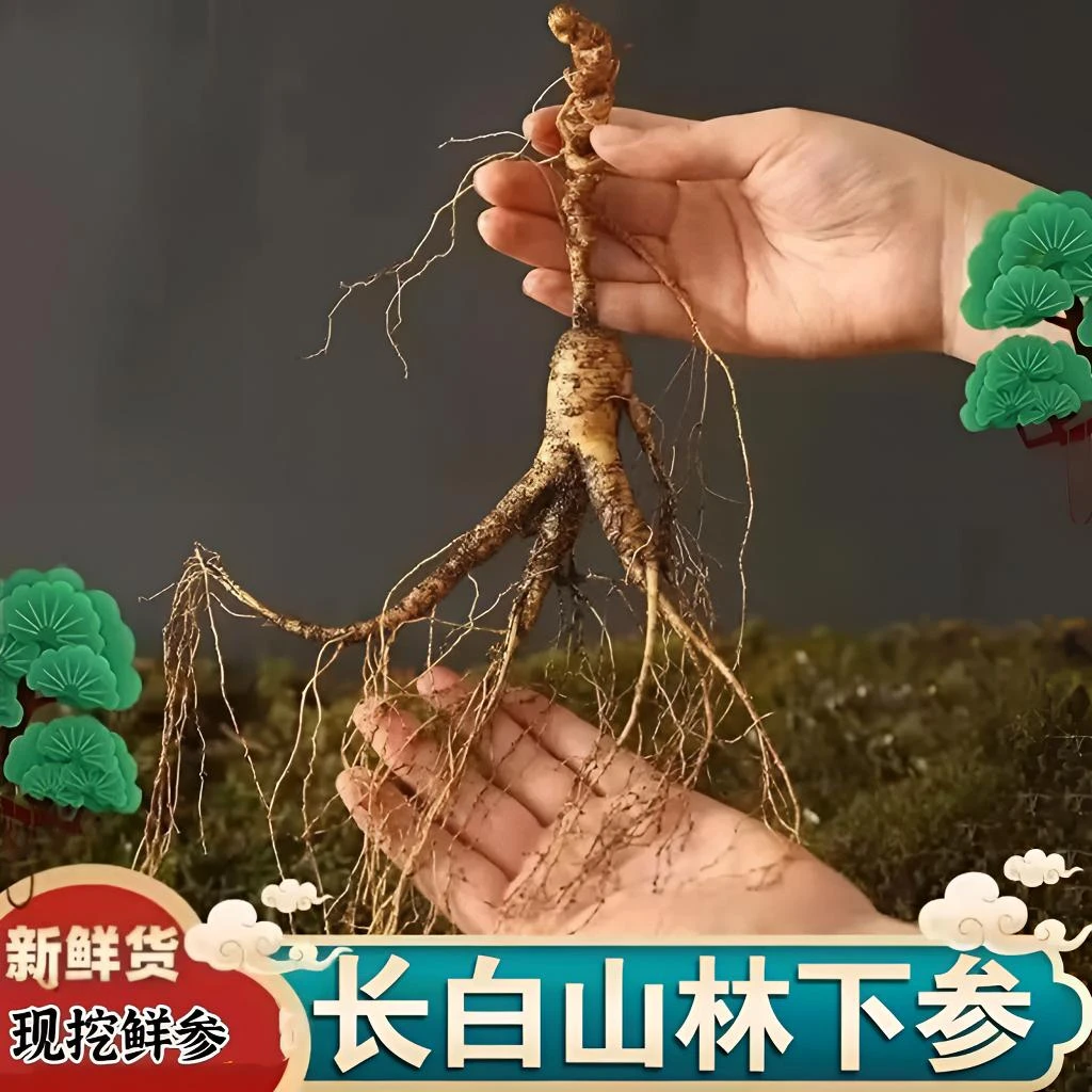 长白山特产鲜人参   直播间选货   图案仅供参