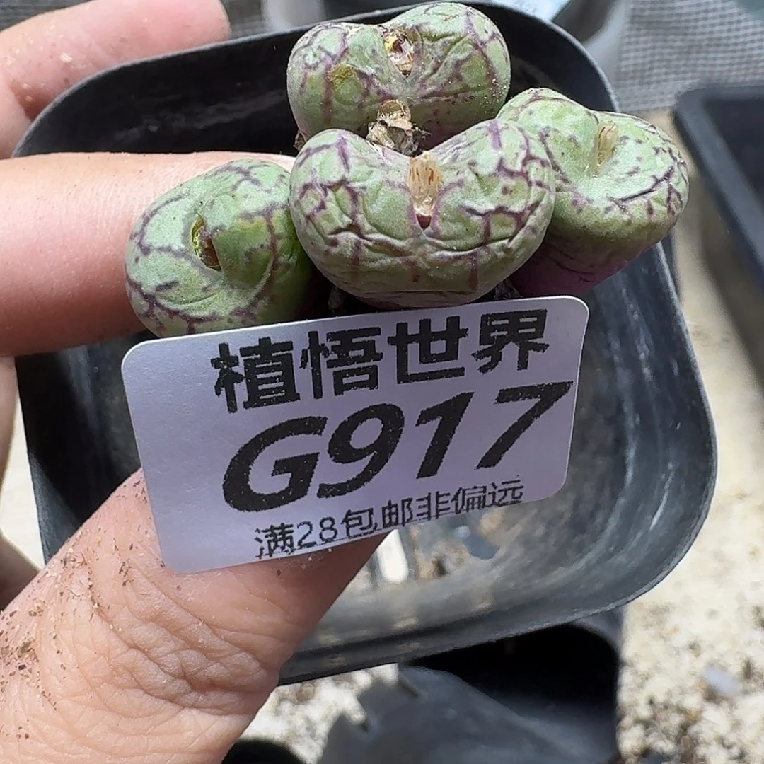 多肉植物的润泽fb