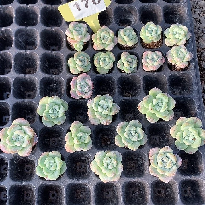 170号一物一拍冰玉20颗