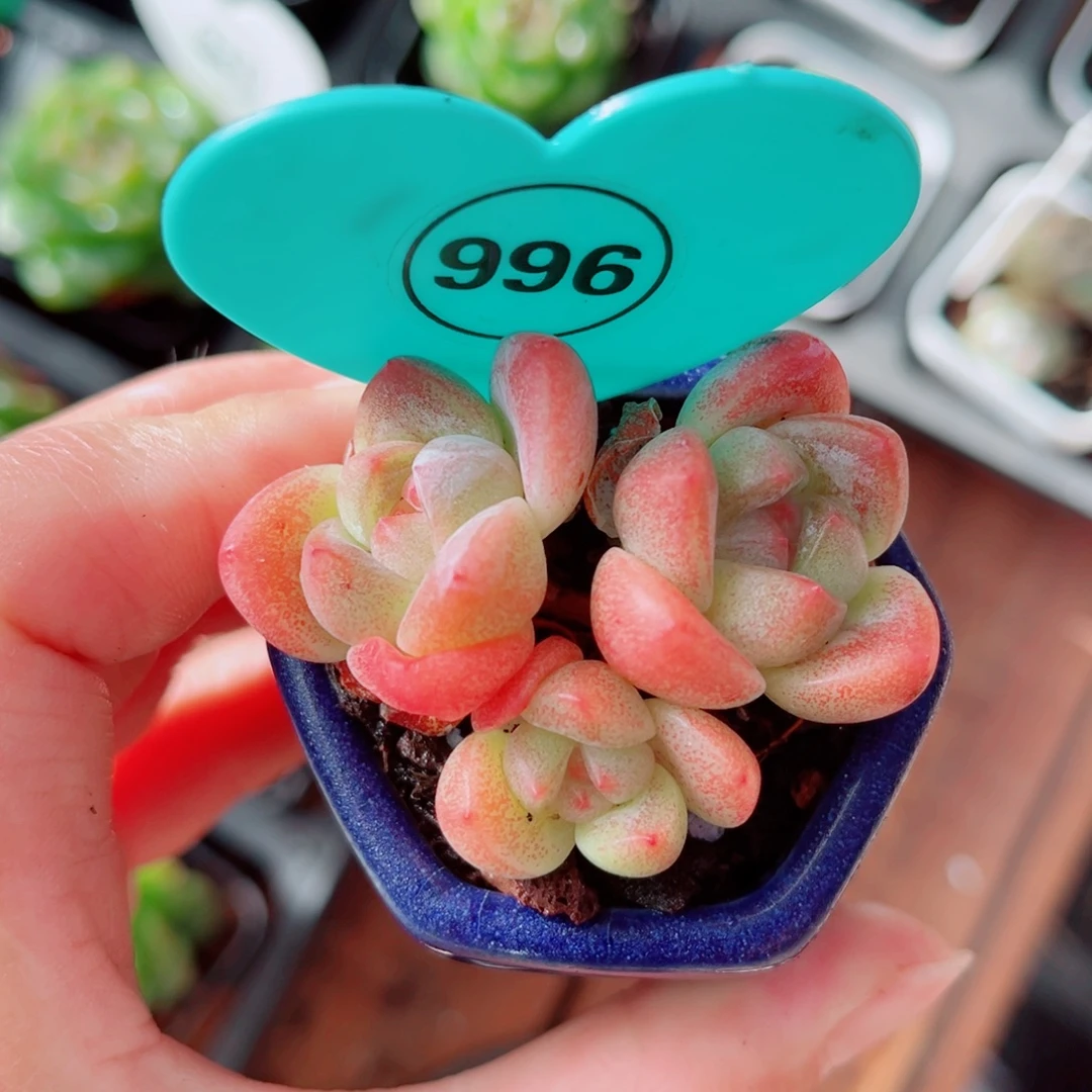 99号小老桩冰玉群